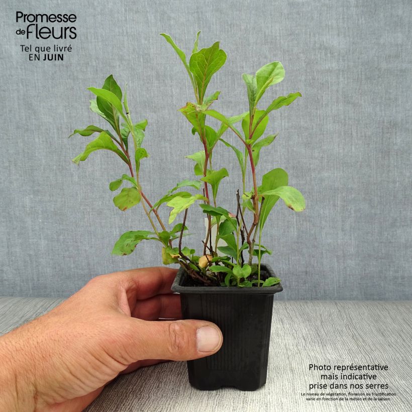 Ejemplar de Ceratostigma plumbaginoides - Falso plumbago Maceta de 8/9 cm entregado en verano