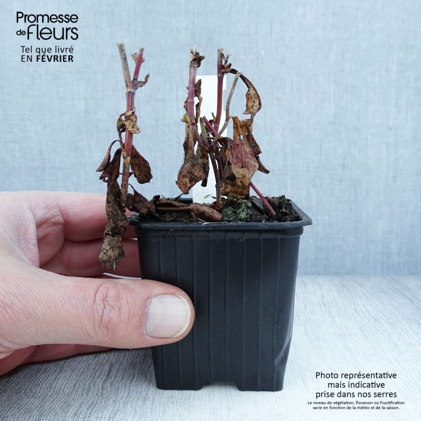 Ceratostigma plumbaginoides - Falso plumbago Maceta de 8/9 cm Ejemplar entregado en invierno