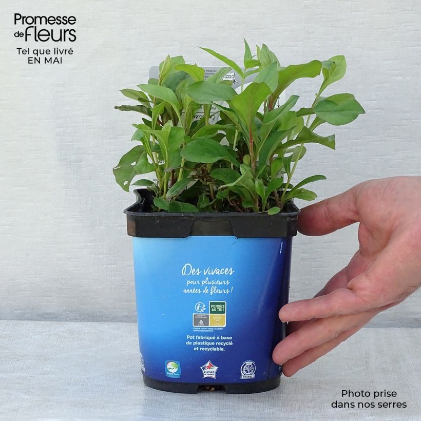 Ceratostigma plumbaginoides - Falso plumbago Maceta 2L/3L Ejemplar entregado en la primavera