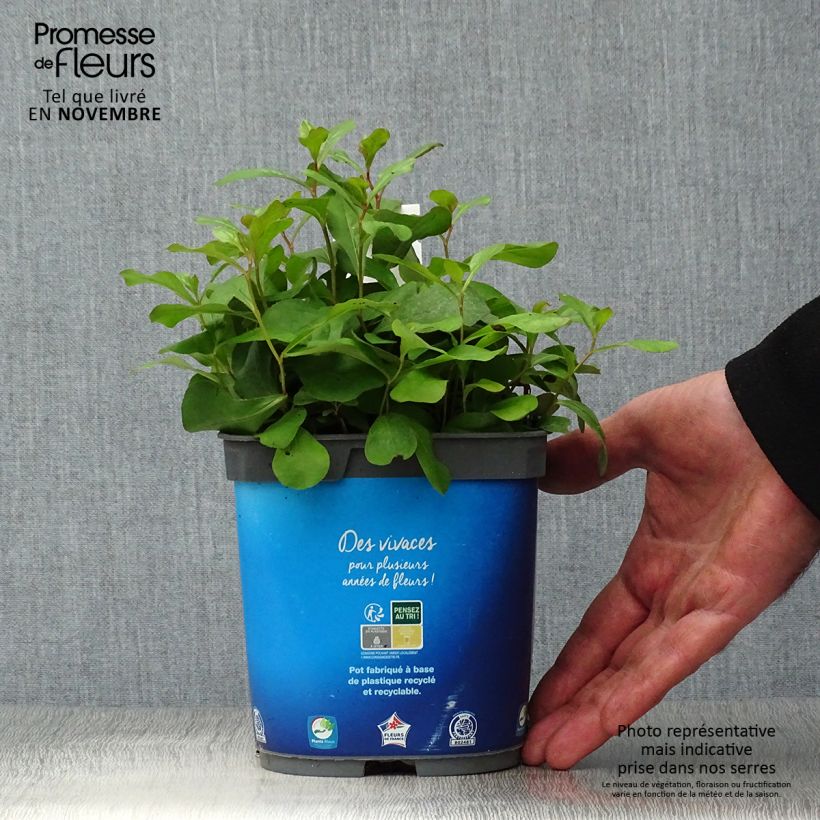Ejemplar de Ceratostigma plumbaginoides - Falso plumbago Maceta 2L/3L entregado en otoño