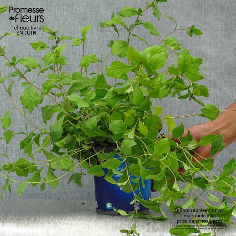 Ejemplar de Ceratostigma plumbaginoides - Falso plumbago Maceta 2L/3L entregado en verano