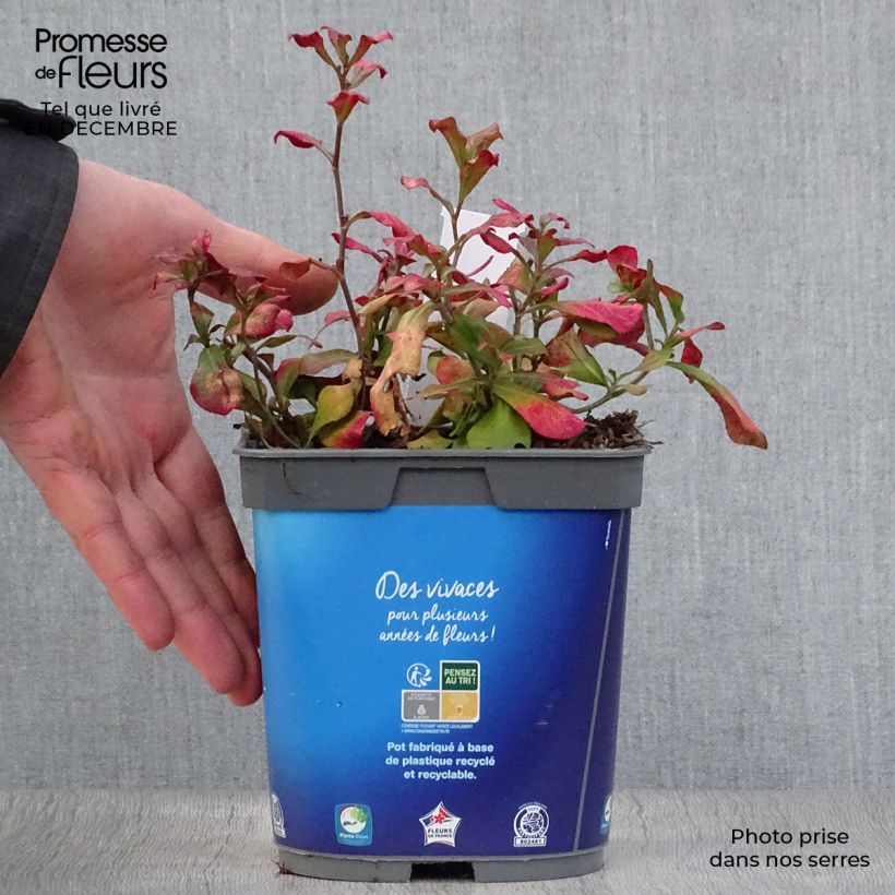 Ceratostigma plumbaginoides - Falso plumbago Maceta 2L/3L Ejemplar entregado en invierno