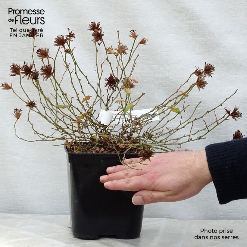 Ceratostigma willmottianum Forest Blue - Falso plumbago Maceta 2L/3L Ejemplar entregado en invierno