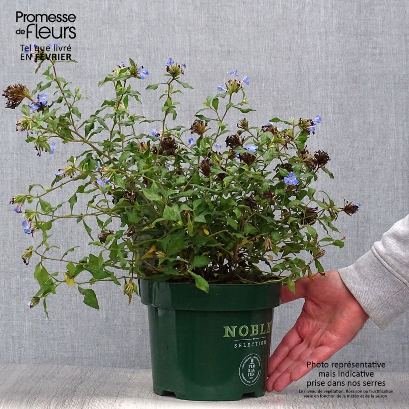 Ejemplar de Ceratostigma willmottianum Forest Blue - Falso plumbago Maceta 2L/3L entregado en otoño