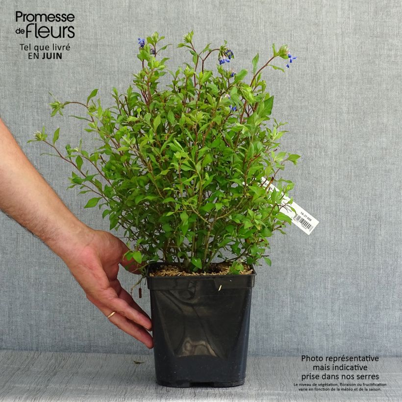 Ejemplar de Ceratostigma willmottianum Forest Blue - Falso plumbago Maceta 2L/3L entregado en verano