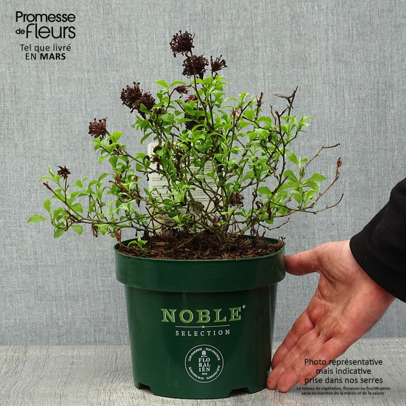 Ceratostigma willmottianum Forest Blue - Falso plumbago Maceta 2L/3L Ejemplar entregado en la primavera