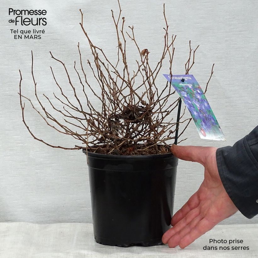 Ceratostigma willmottianum - Plumbago chino Maceta 2L/3L Ejemplar entregado en la primavera