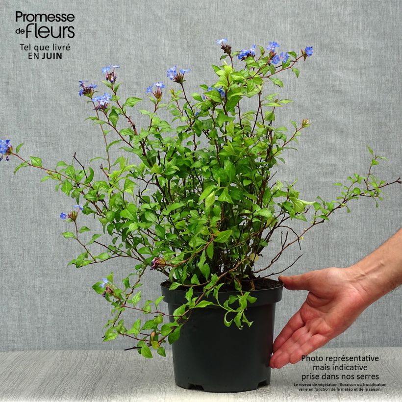 Ejemplar de Ceratostigma willmottianum - Plumbago chino Maceta 2L/3L entregado en verano