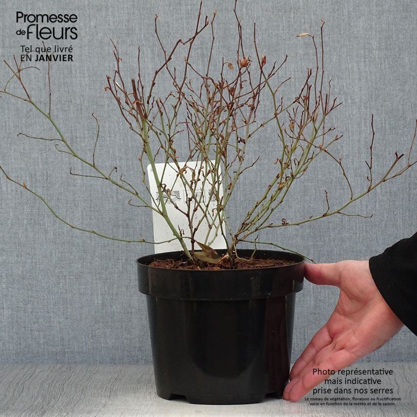 Ceratostigma willmottianum - Plumbago chino Maceta 2L/3L Ejemplar entregado en invierno