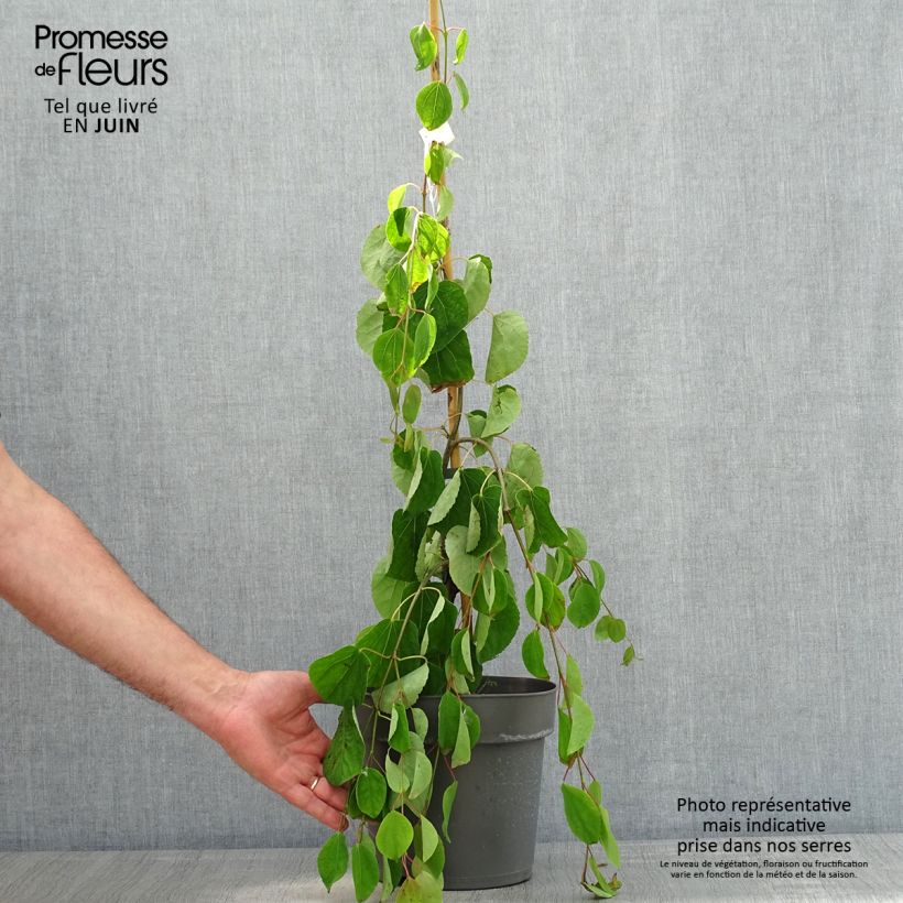 Cercidiphyllum japonicum Pendulum - Katsura Maceta 4L/5L Ejemplar entregado en la primavera