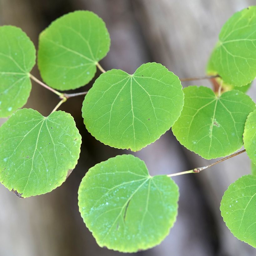 Cercidiphyllum japonicum (semillas) - Katsura (Follaje)
