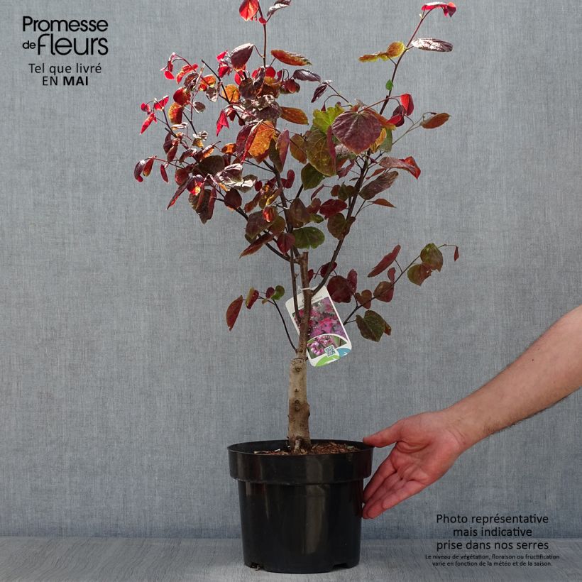 Redbud del este Forest Pansy - Cercis canadensis Maceta 4L/5L Ejemplar entregado en la primavera