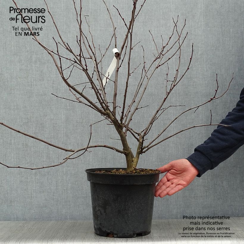 Redbud del este Heart of Gold - Cercis canadensis Maceta 7,5L/10L Ejemplar entregado en invierno