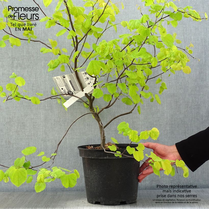 Redbud del este Heart of Gold - Cercis canadensis Maceta 7,5L/10L Ejemplar entregado en la primavera