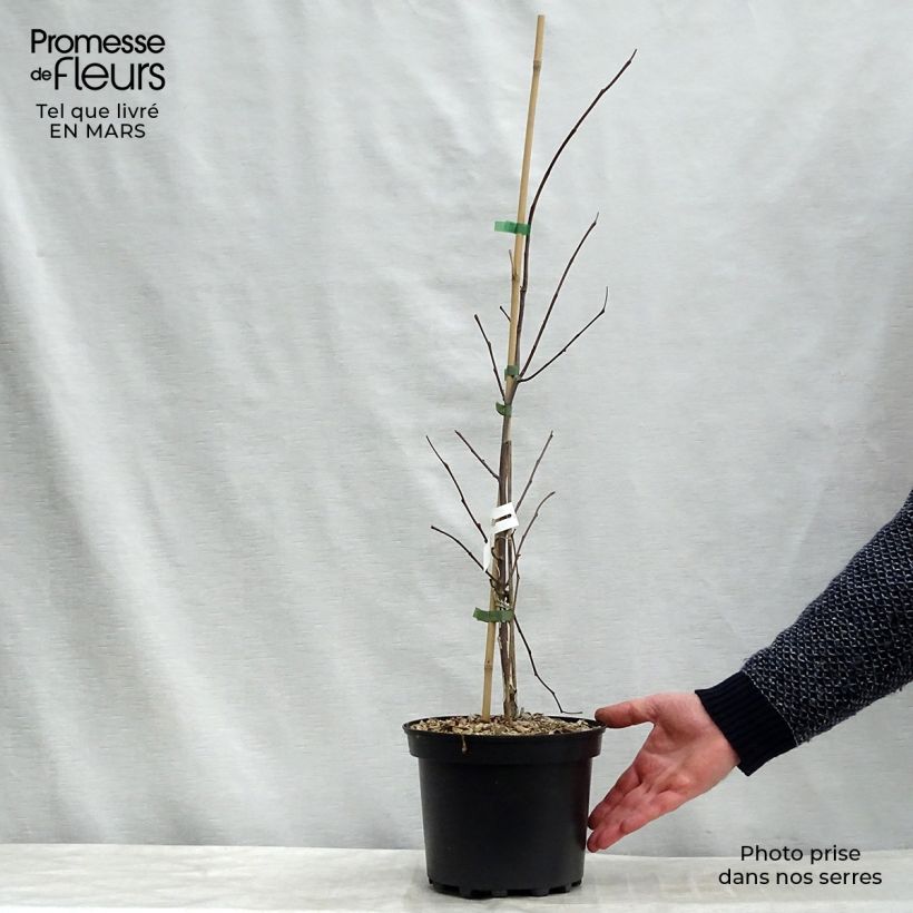 Redbud del este Heart of Gold - Cercis canadensis Maceta 4L/5L Ejemplar entregado en la primavera