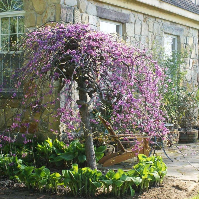 Redbud del este Lavender Twist - Cercis canadensis (Floración)