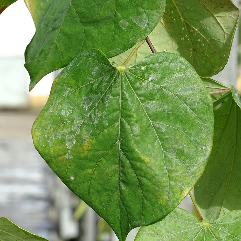 Redbud del este Lavender Twist - Cercis canadensis (Follaje)