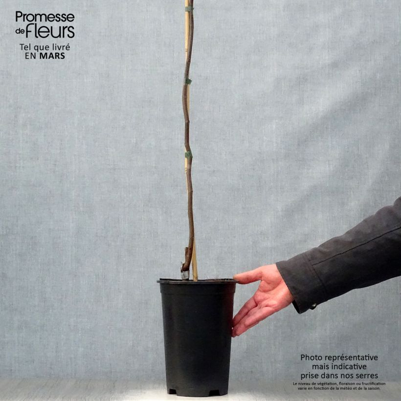 Redbud del este Lavender Twist - Cercis canadensis Maceta 3L/4L Ejemplar entregado en la primavera