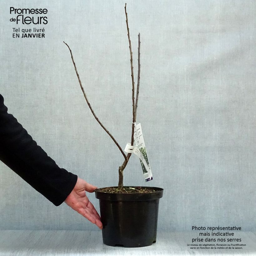 Redbud del este Little Woody - Cercis canadensis Maceta 3L/4L Ejemplar entregado en invierno