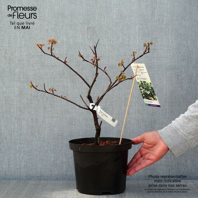 Redbud del este Little Woody - Cercis canadensis Maceta 3L/4L Ejemplar entregado en la primavera