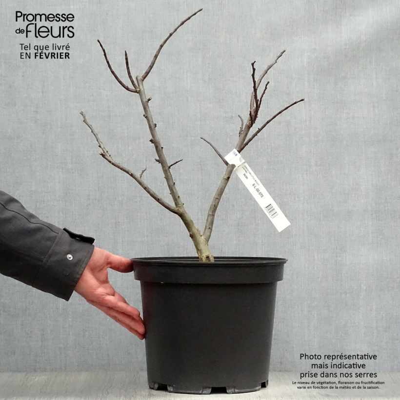 Redbud del este Little Woody - Cercis canadensis Maceta 6L/7L Ejemplar entregado en invierno