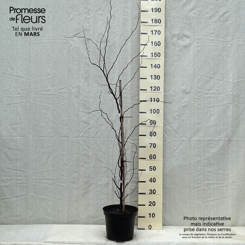 Redbud del este The Rising Sun - Cercis canadensis Maceta 6L/7L Ejemplar entregado en invierno