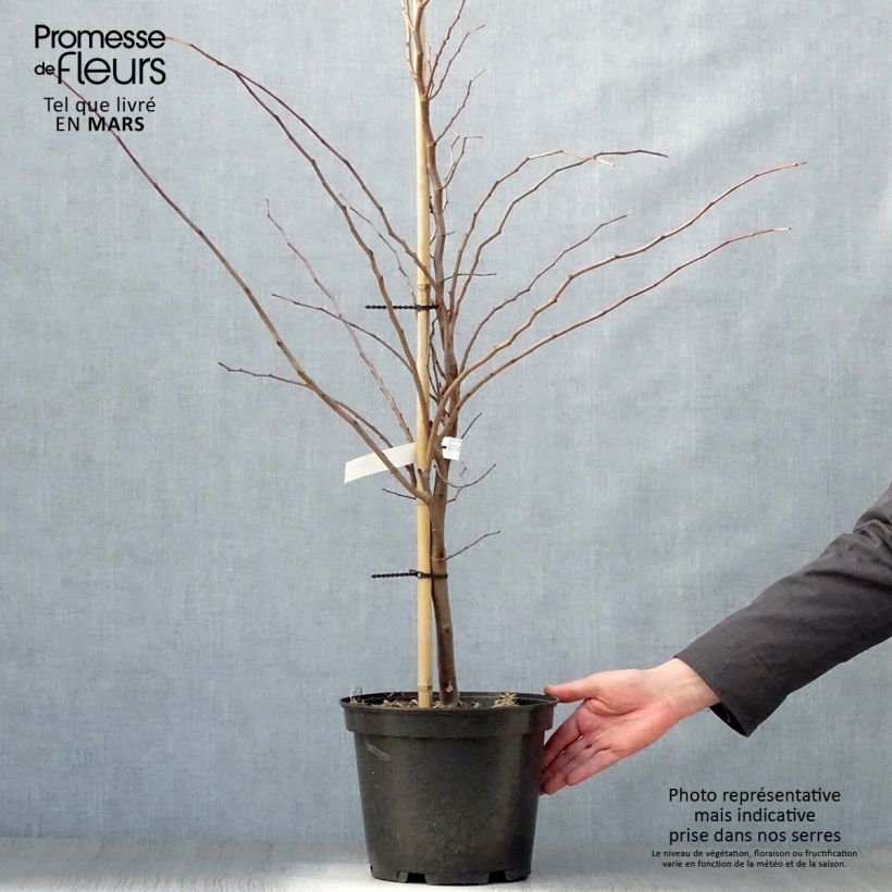 Redbud del este The Rising Sun - Cercis canadensis Maceta 6L/7L Ejemplar entregado en la primavera