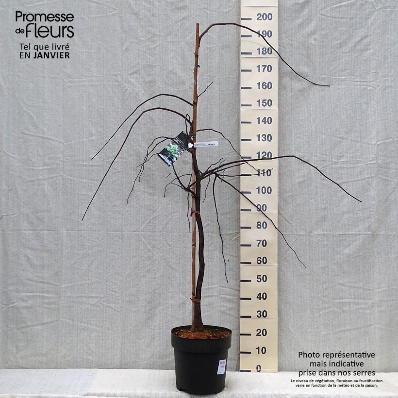 Redbud del este Vanilla Twist - Cercis canadensis Maceta 4L/5L Ejemplar entregado en invierno