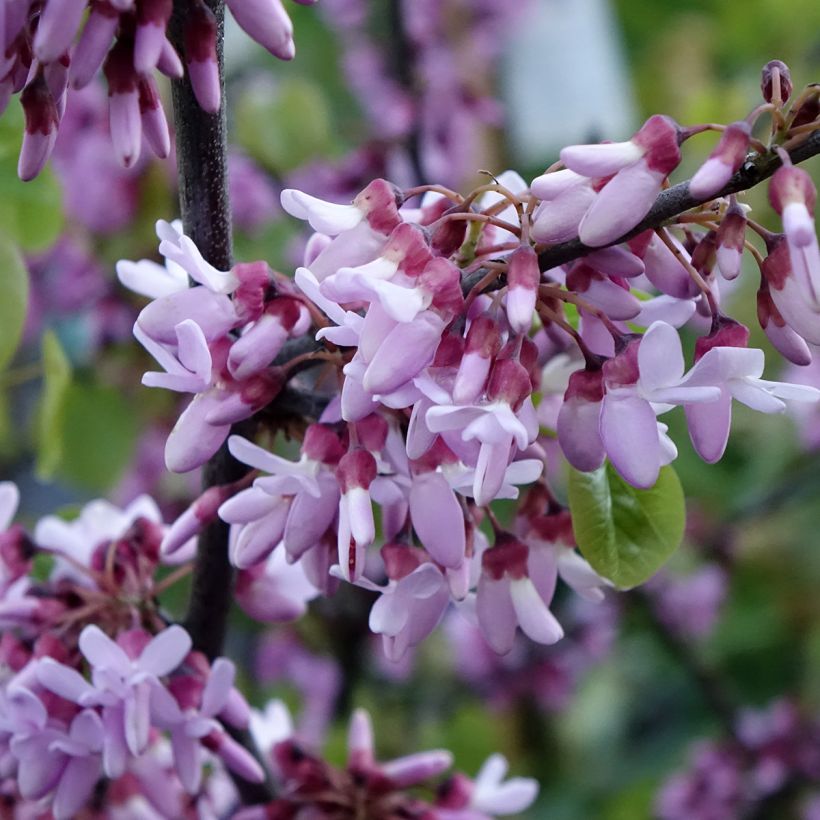 Árbol del amor - Cercis siliquastrum (Floración)