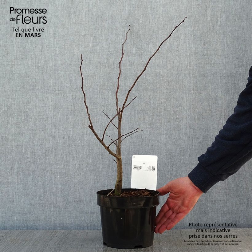 Árbol del amor - Cercis siliquastrum Maceta 3L/4L Ejemplar entregado en invierno