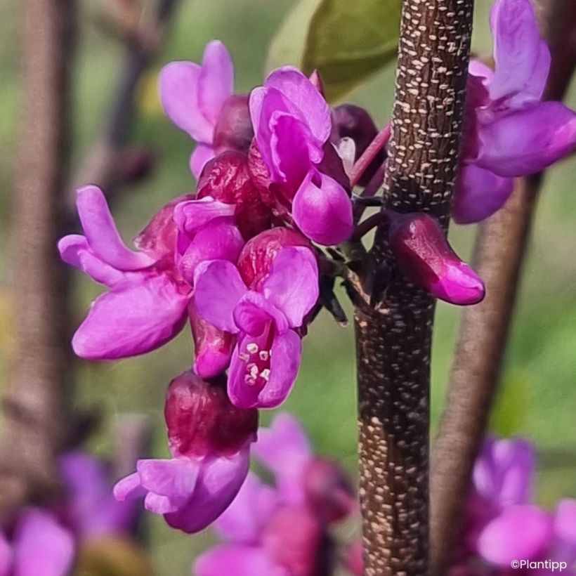 Cercis griffithii Blue Lagoon  (Floración)
