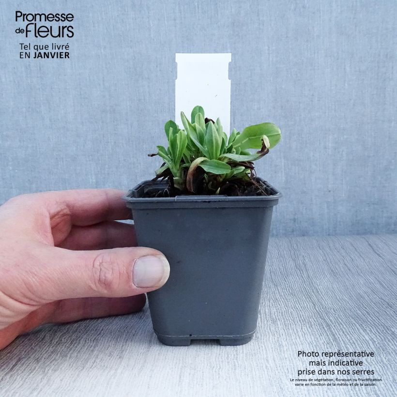 Cerinthe glabra - Ceriflor Maceta de 8/9 cm Ejemplar entregado en invierno