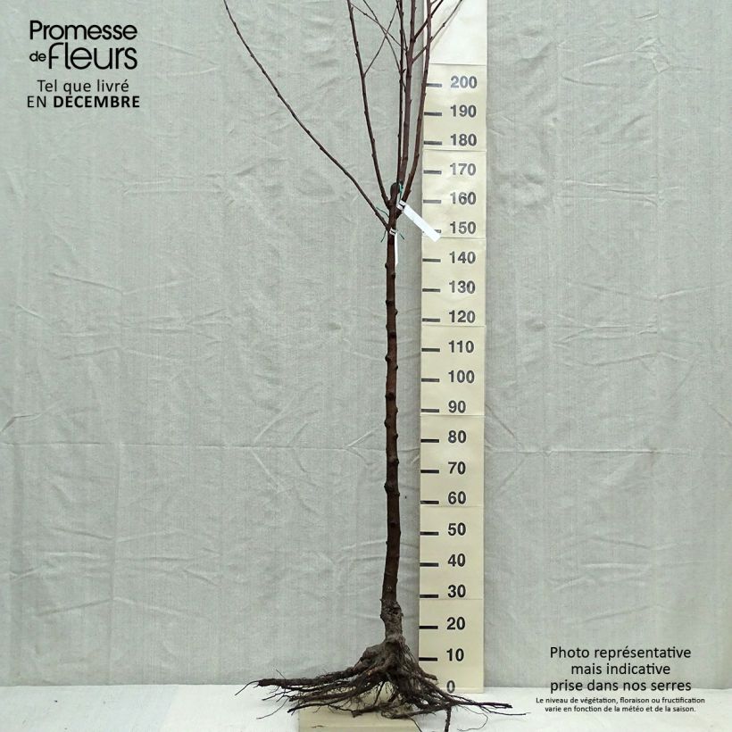 Cerezo Van Raíces desnudas, Medio tallo Ejemplar entregado en invierno