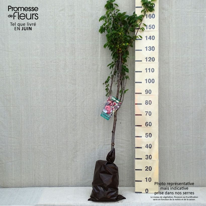 Guinda Cerise Allégria Delbard Cepellón "listo para plantar", Copa Ejemplar entregado en la primavera