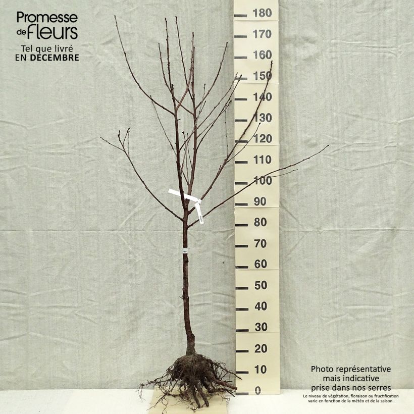 Guinda Cerise Allégria Delbard Raíces desnudas, Copa Ejemplar entregado en invierno