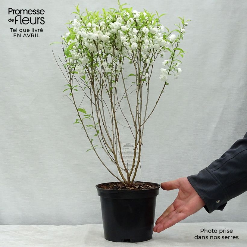 Prunus glandulosa Alba Plena Maceta 2L/3L Ejemplar entregado en la primavera