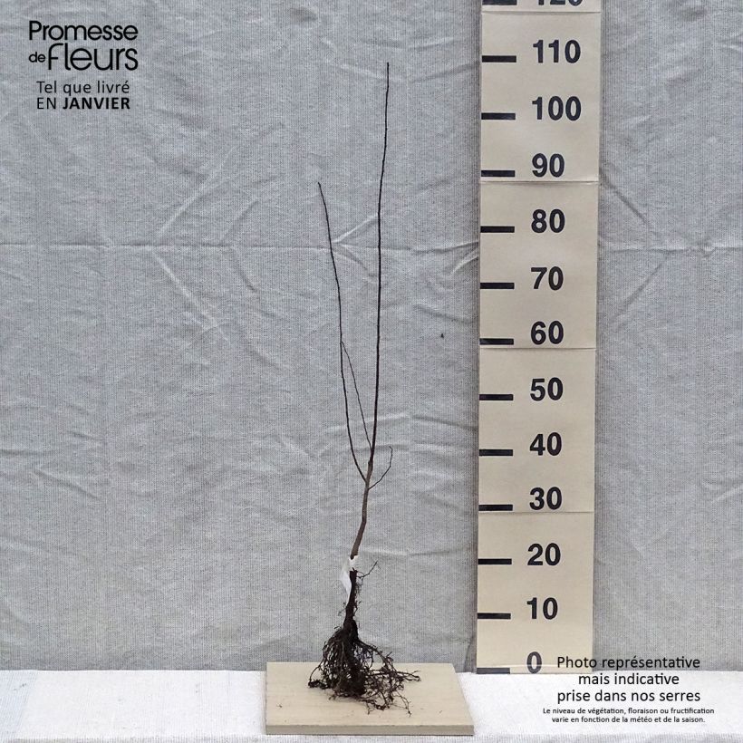 Prunus cerasifera - Ciruelo de jardín Raíces desnudas Ejemplar entregado en invierno