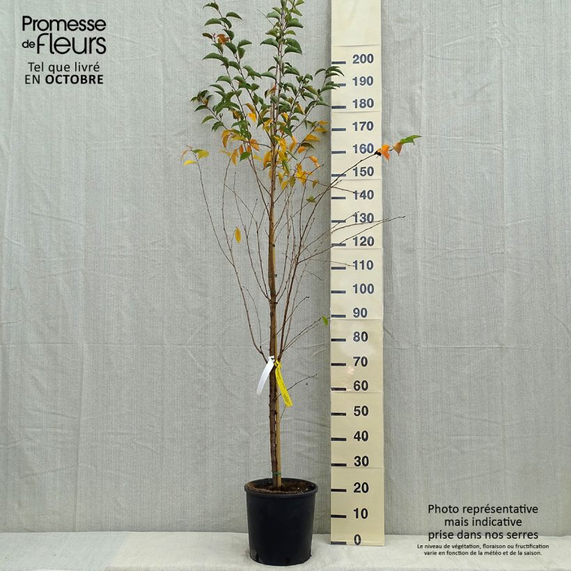 Ejemplar de Cerezo de flor Pandora Maceta 12L/15L entregado en otoño
