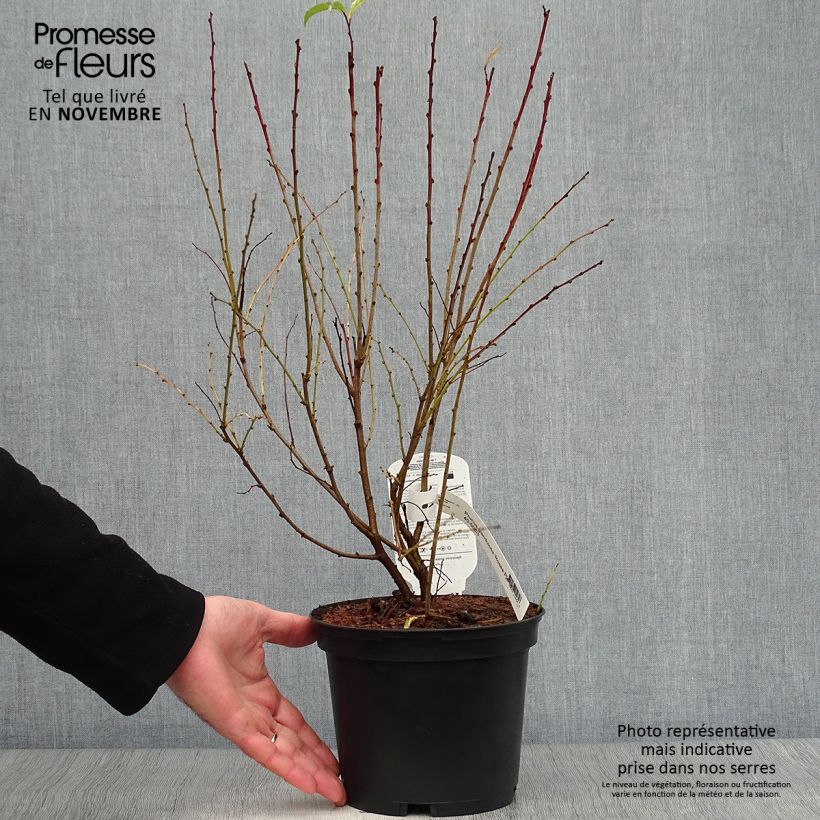 Ejemplar de Prunus glandulosa Rosea Plena Maceta 3L/4L entregado en otoño