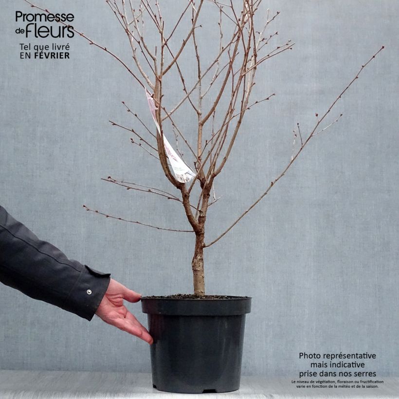 Prunus nipponica var. kurilensis Ruby Maceta 7,5L/10L Ejemplar entregado en invierno
