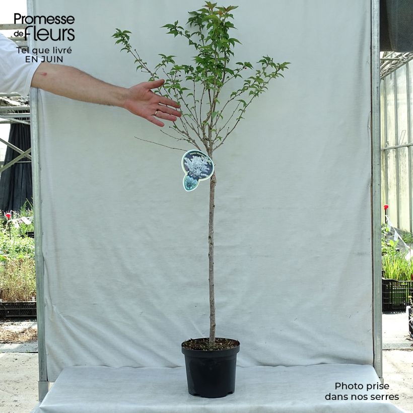 Ejemplar de Prunus nipponica var. kurilensis Brillant Maceta 2L/3L entregado en verano