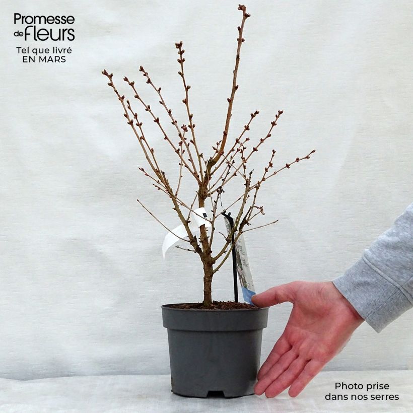 Prunus nipponica var. kurilensis Brillant Maceta 2L/3L Ejemplar entregado en la primavera