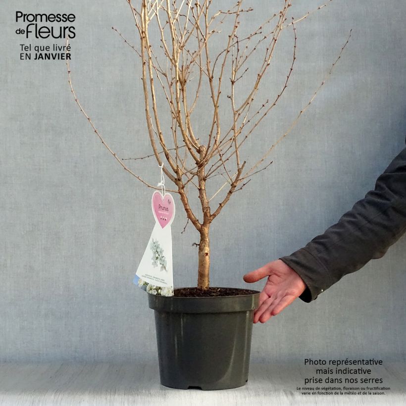 Prunus nipponica var. kurilensis Brillant Maceta 2L/3L Ejemplar entregado en invierno