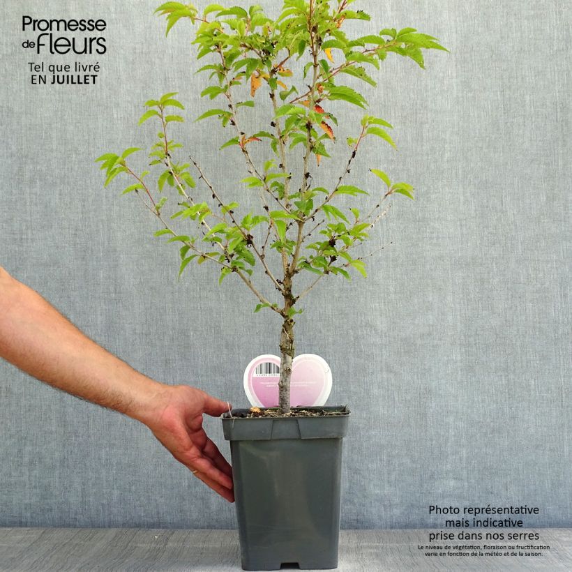 Ejemplar de Prunus nipponica var. kurilensis Brillant Maceta 4L/5L, Tallo entregado en verano