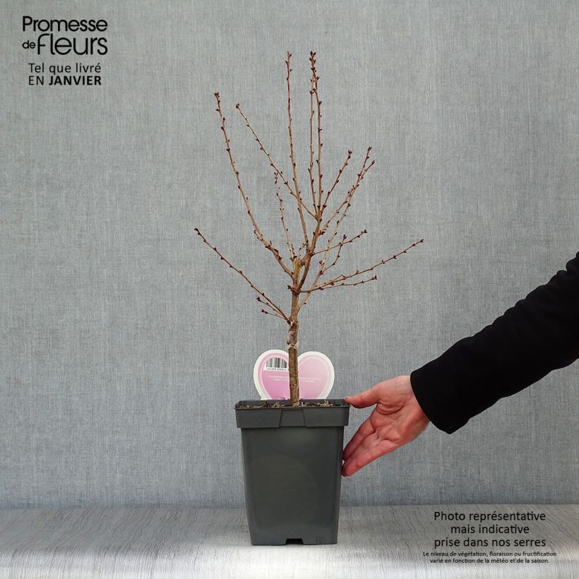 Prunus nipponica var. kurilensis Brillant Maceta 4L/5L Ejemplar entregado en invierno