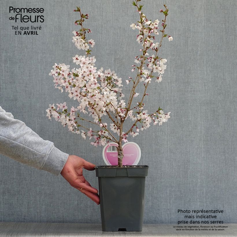 Prunus nipponica var. kurilensis Brillant Maceta 4L/5L, Tallo Ejemplar entregado en la primavera
