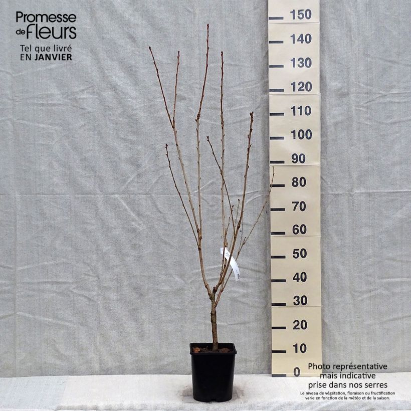 Cerezo japonés Pink Perfection - Prunus serrulata Maceta 4L/5L Ejemplar entregado en invierno