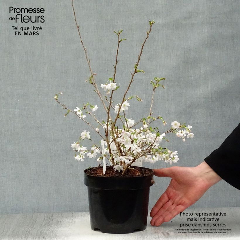 Cerezo enano Japonés Mikinori - Prunus incisa Maceta 3L/4L Ejemplar entregado en la primavera