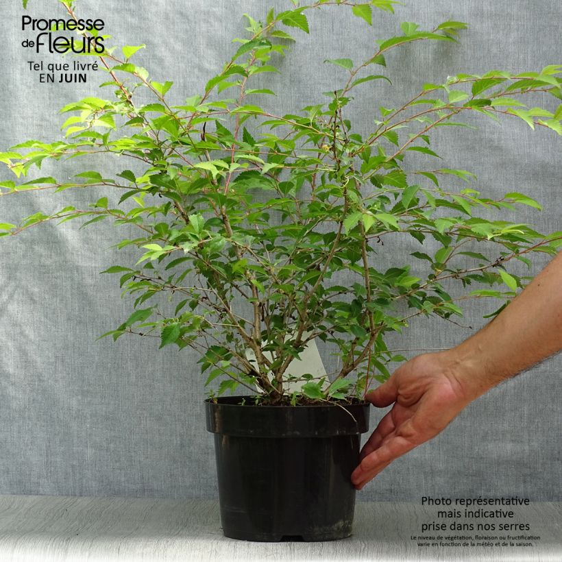 Ejemplar de Cerezo enano Japonés Mikinori - Prunus incisa Maceta 3L/4L entregado en verano