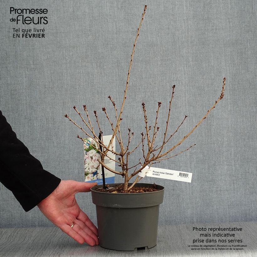 Cerezo enano Japonés Oshidori - Prunus incisa Maceta 2L/3L Ejemplar entregado en invierno